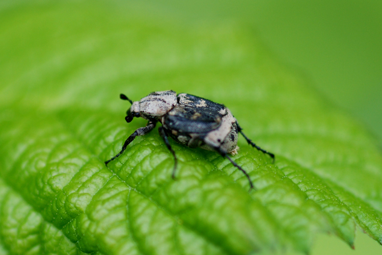 valgus hemipterus